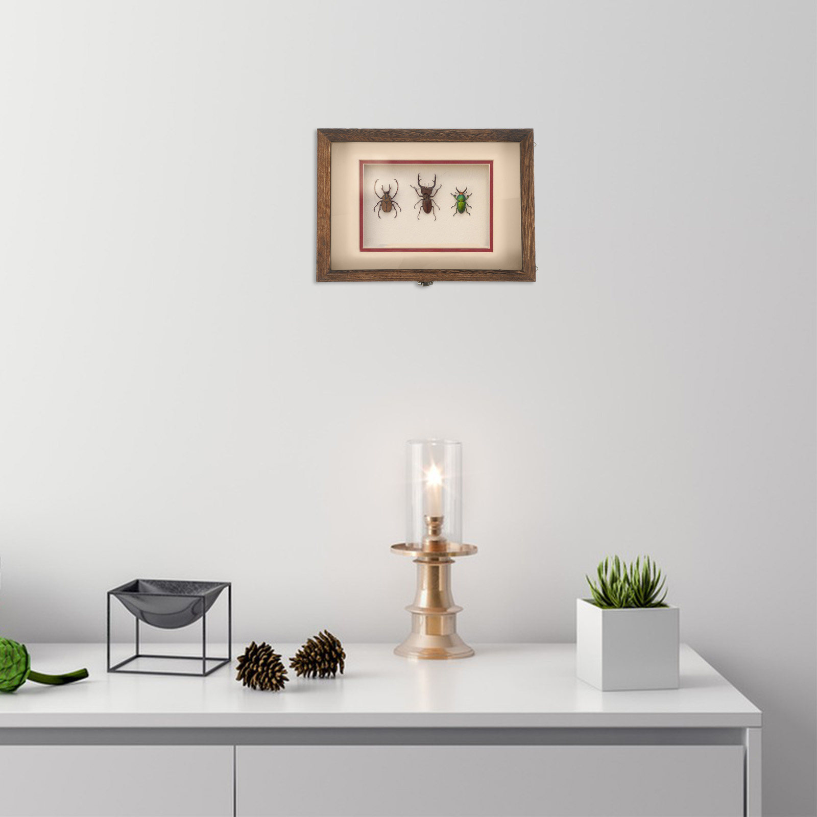 1Set Insect Specimen Display B - огляд і ціна Frame Display Wood