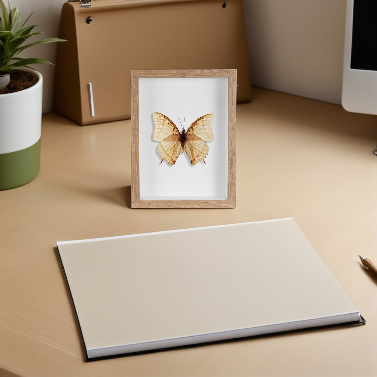 Wooden Framed Bug Display Case - огляд і ціна Frame Display Wood