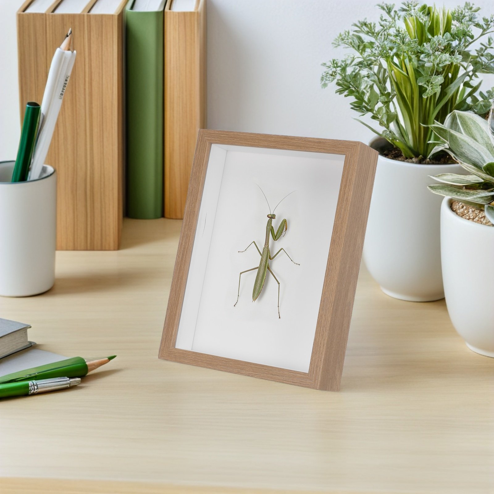 Wooden Framed Bug Display Case - огляд і ціна Frame Display Wood